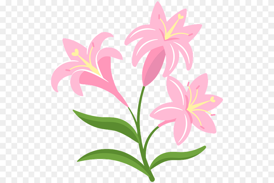 Lily, Flower, Plant Free Png Download