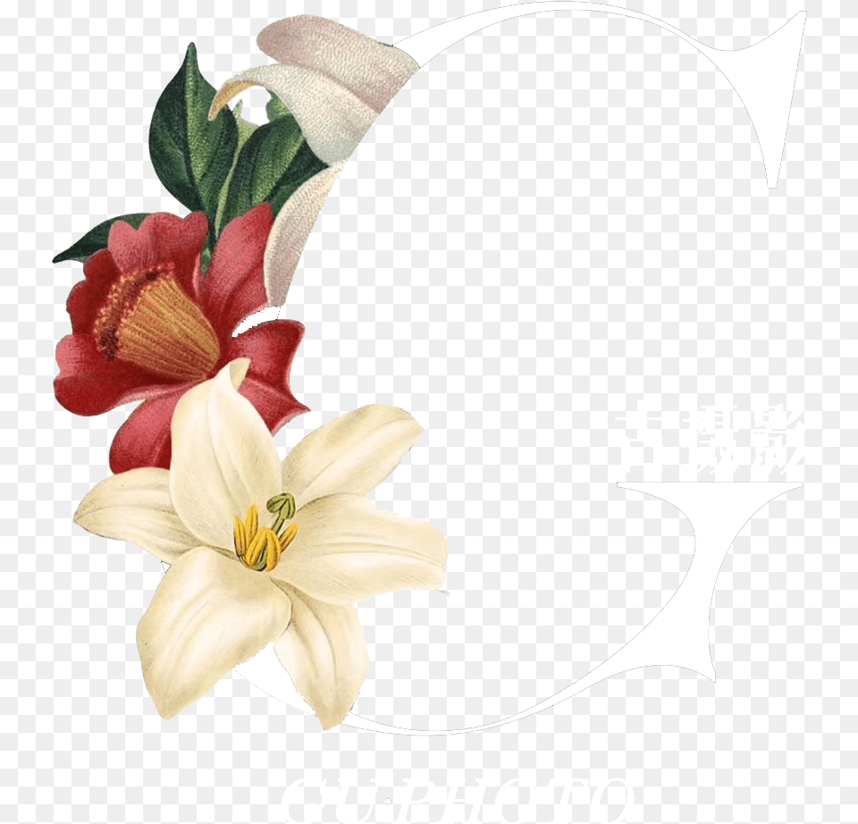 Lily, Flower, Plant, Anther, Advertisement Png