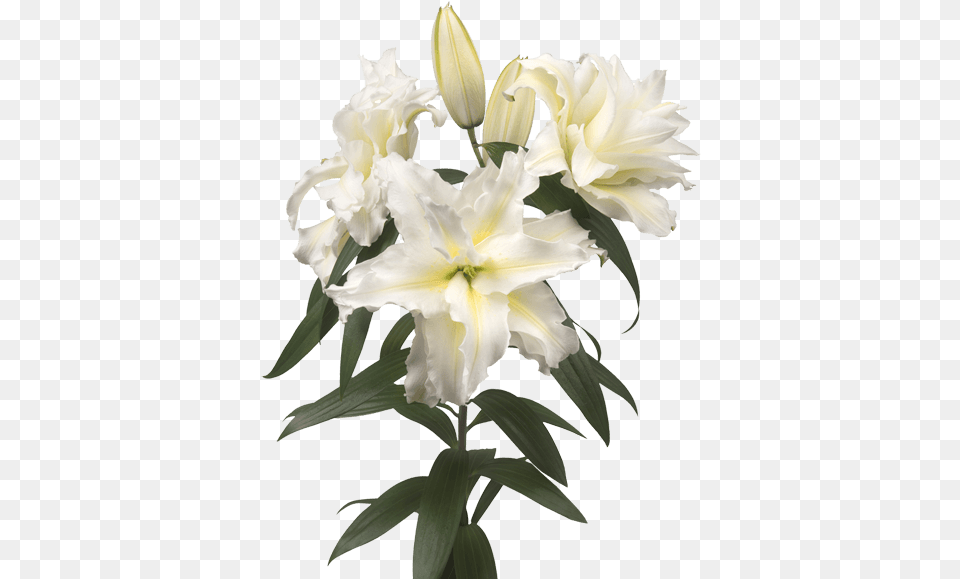 Lily, Flower, Plant, Petal Png