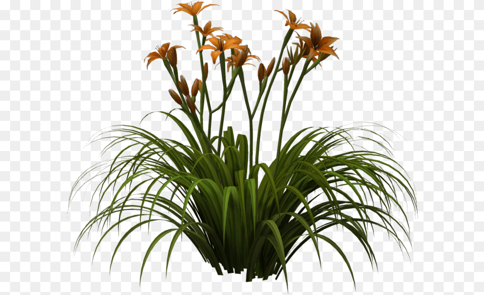 Lily, Flower, Plant, Amaryllidaceae, Potted Plant Png