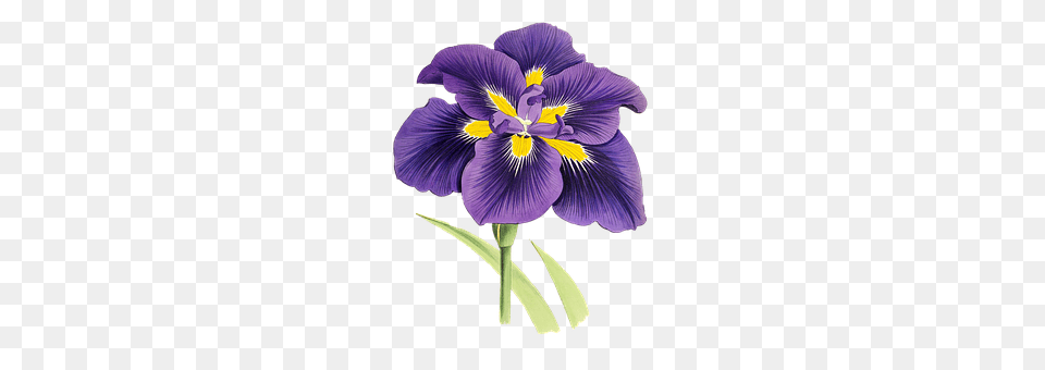 Lily Flower, Iris, Plant, Person Free Png