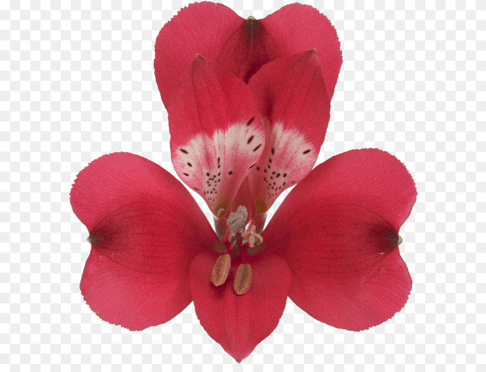 Lily, Flower, Geranium, Petal, Plant Png