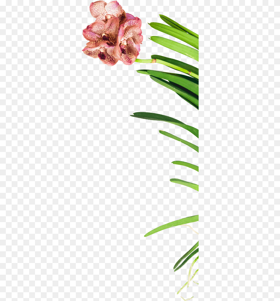 Lily, Flower, Petal, Plant, Rose Free Transparent Png