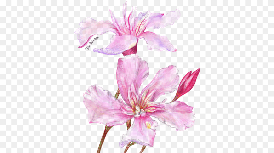 Lily, Flower, Plant, Geranium, Petal Free Transparent Png