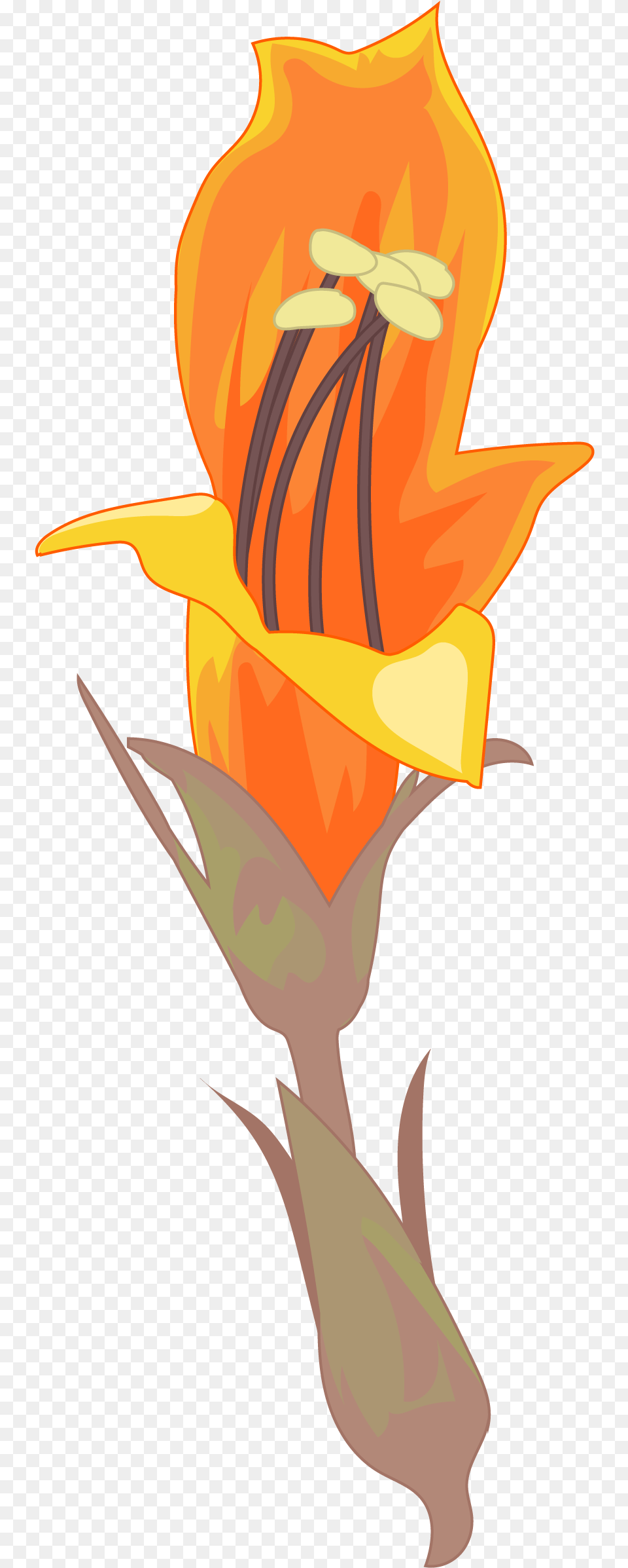 Lily, Flower, Plant, Petal, Adult Png Image