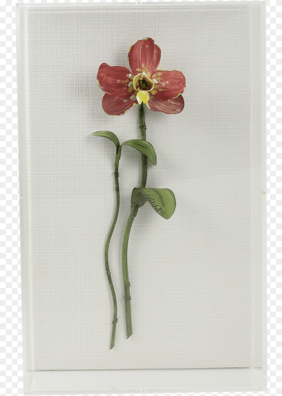 Lily, Flower, Petal, Plant, Flower Arrangement Png