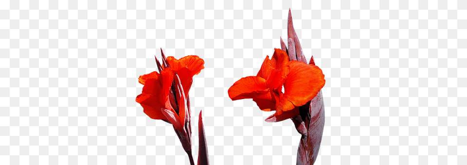 Lily Flower, Plant, Gladiolus Png Image