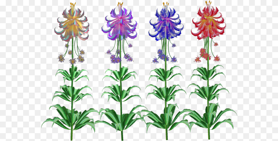 Lily, Flower, Plant, Dahlia, Pattern Free Transparent Png