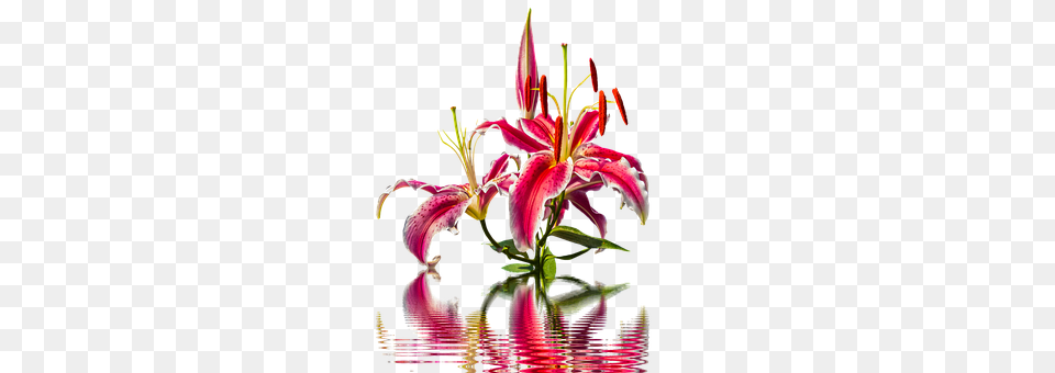Lily Flower, Plant, Flower Arrangement, Anther Free Png Download