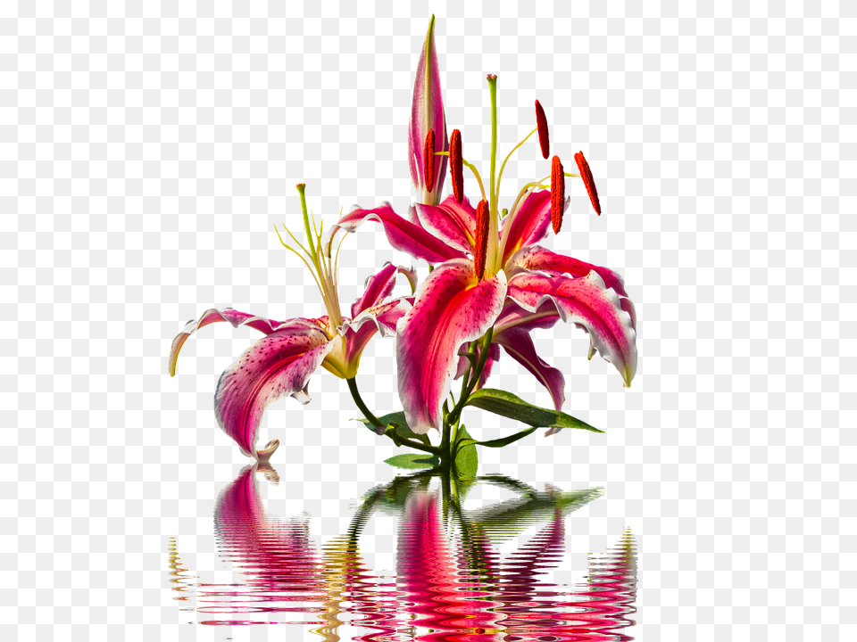 Lily Flower, Plant, Flower Arrangement, Pollen Png