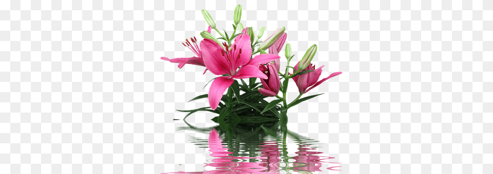 Lily Flower, Flower Arrangement, Flower Bouquet, Plant Png Image