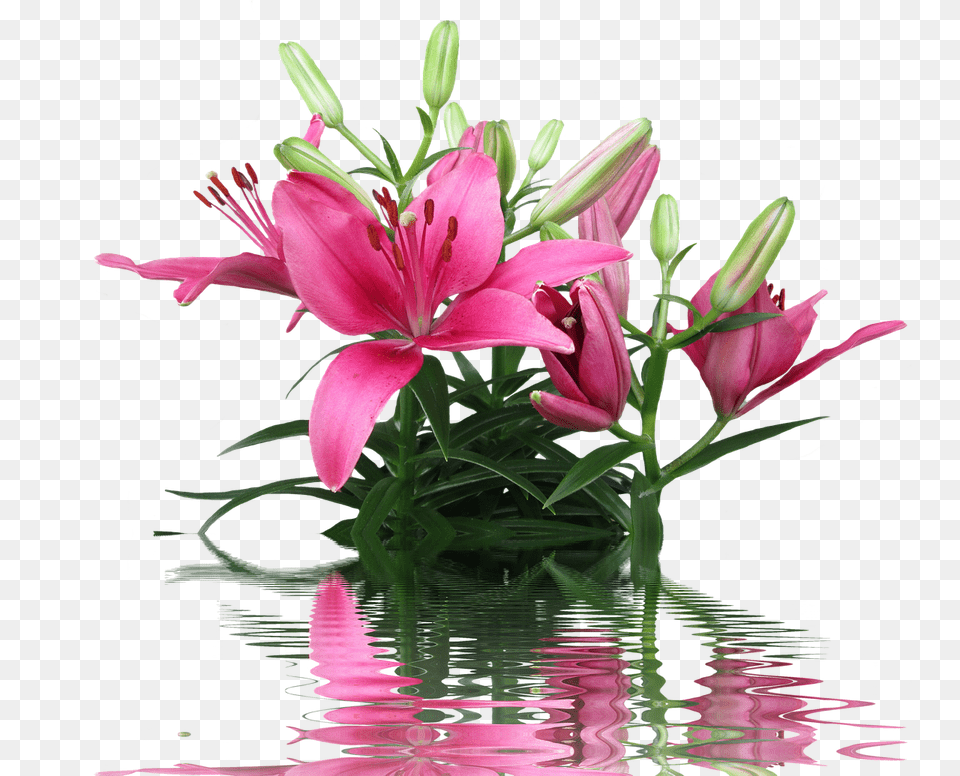 Lily Flower, Flower Arrangement, Flower Bouquet, Plant Free Png