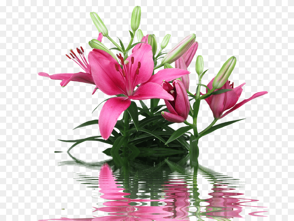 Lily Flower, Flower Arrangement, Flower Bouquet, Plant Png Image