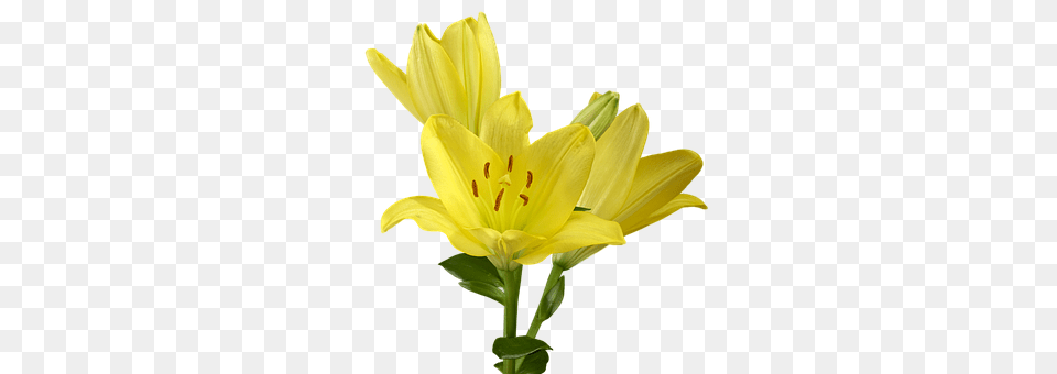 Lily Flower, Plant Png Image