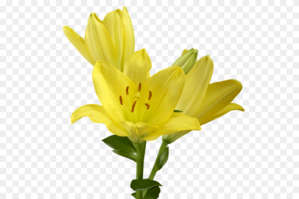 Lily Flower, Plant, Pollen Png