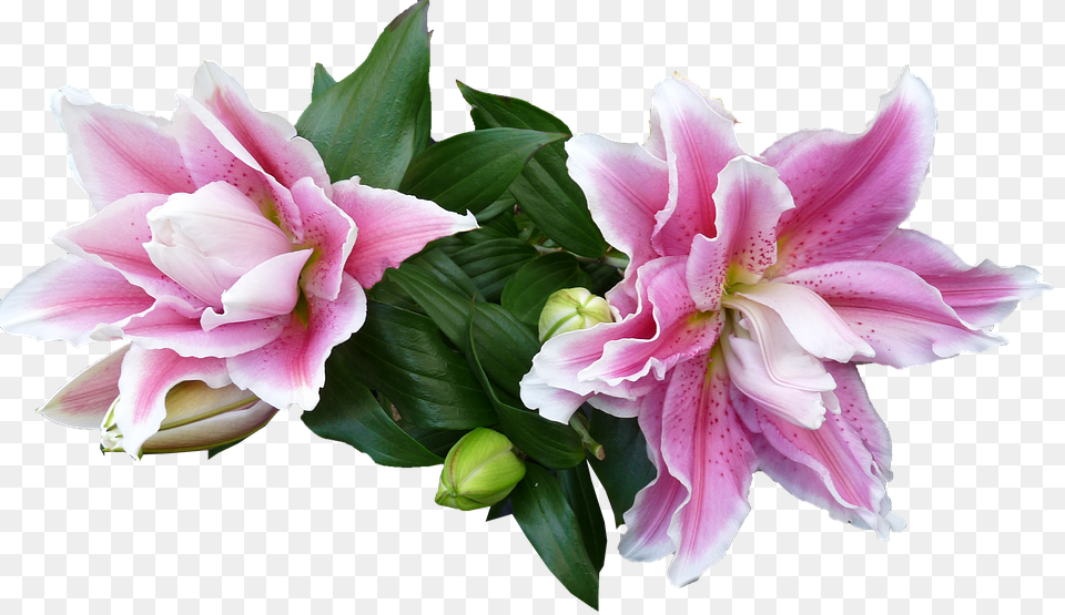Lily Flower, Plant, Flower Arrangement, Rose Png Image