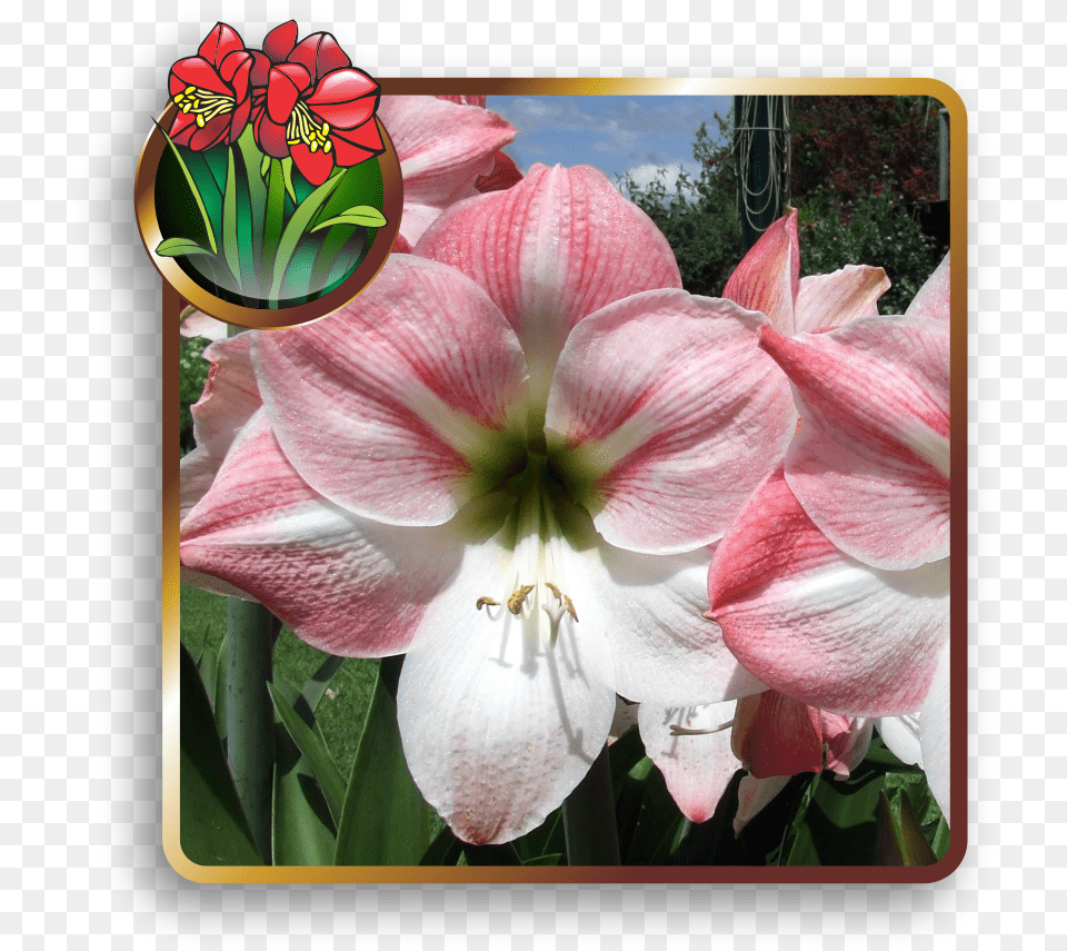 Lily, Flower, Geranium, Petal, Plant Free Png Download