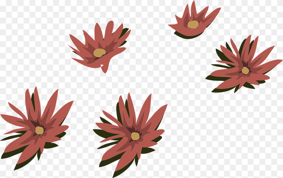 Lily, Plant, Flower, Daisy, Dahlia Png Image