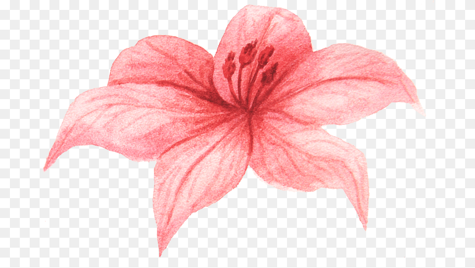 Lily, Flower, Petal, Plant, Person Free Png Download