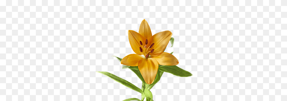 Lily Flower, Plant, Anther Png