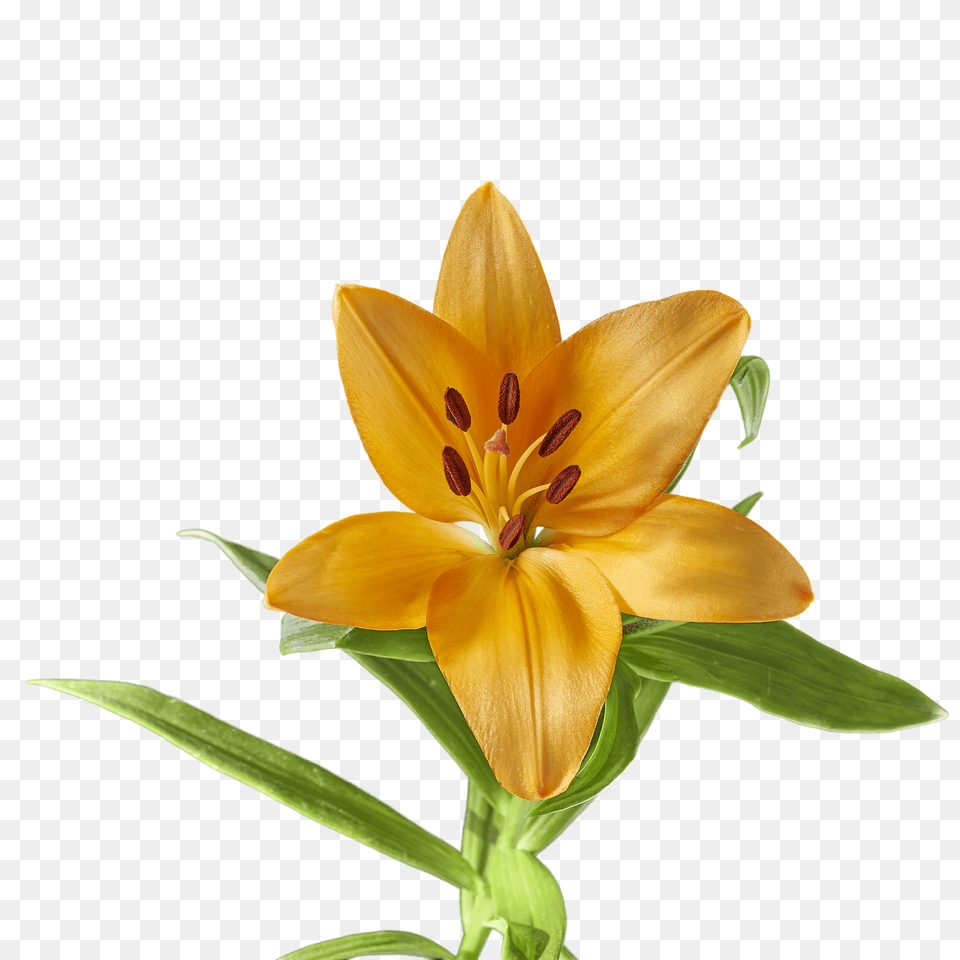 Lily Flower, Plant Free Png