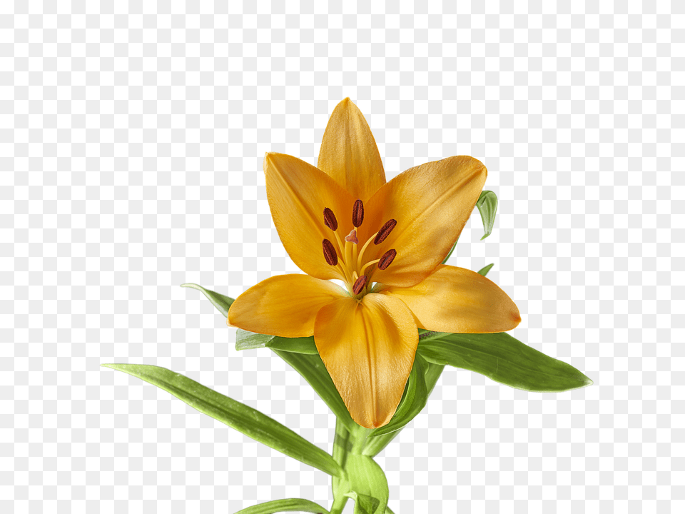 Lily Flower, Plant Png