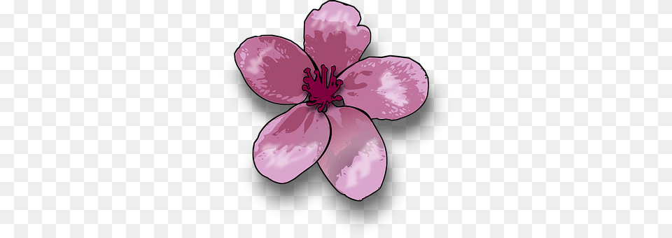 Lily Flower, Petal, Plant, Geranium Free Transparent Png