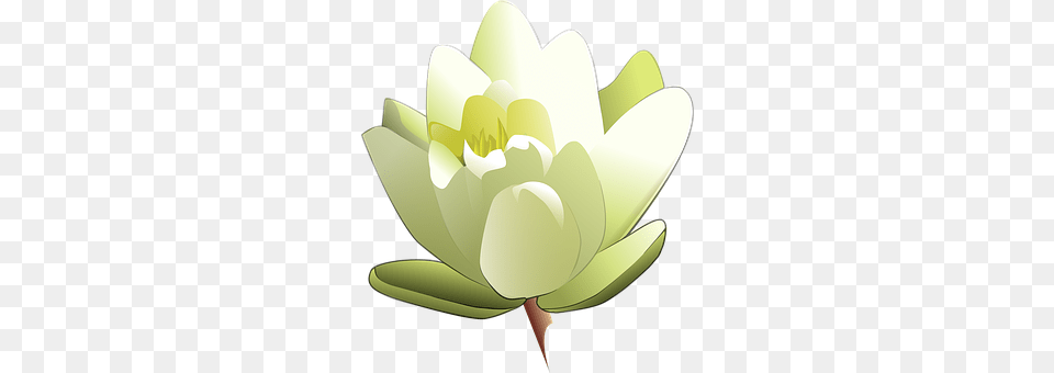 Lily Flower, Plant, Petal, Pond Lily Free Png Download