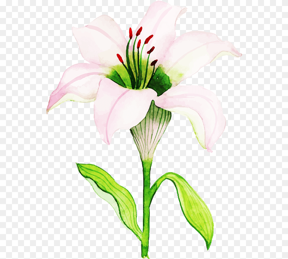 Lily, Flower, Plant, Anther, Petal Free Png