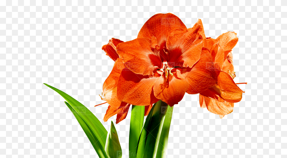 Lily, Flower, Plant, Amaryllis Free Png