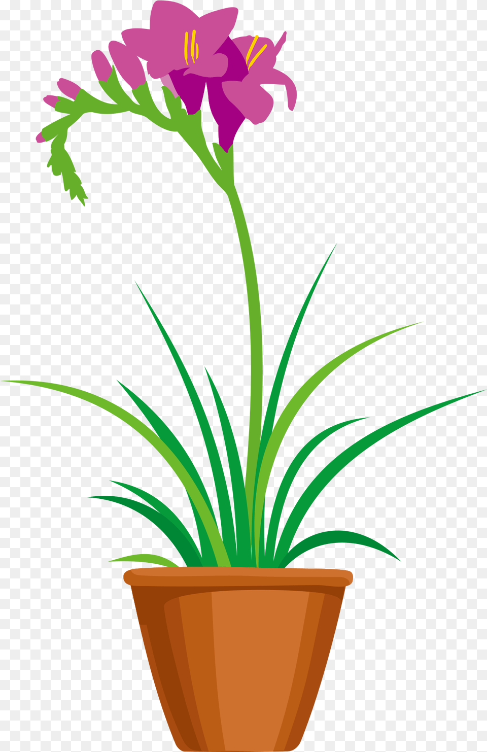 Lily, Flower, Flower Arrangement, Plant, Potted Plant Free Png Download