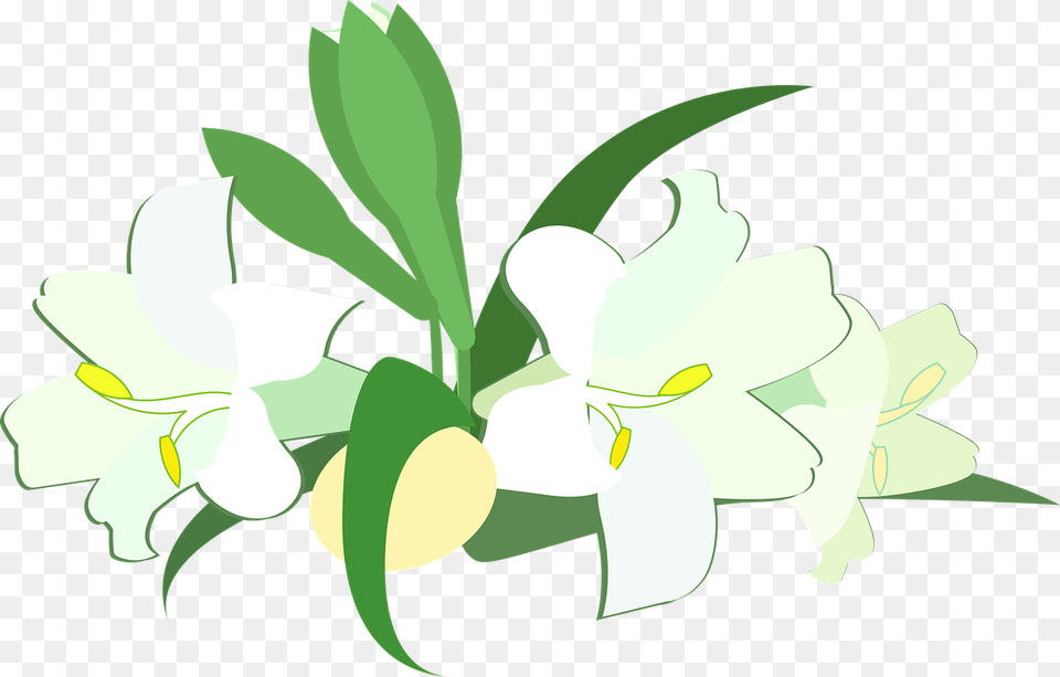 Lily, Flower, Plant, Person Free Transparent Png