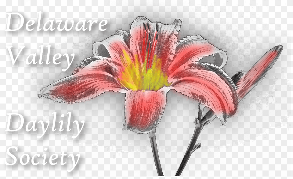 Lily, Anther, Flower, Petal, Plant Png Image