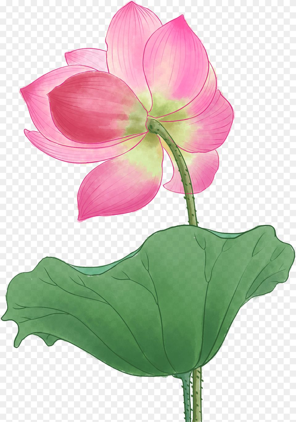 Lily, Flower, Geranium, Leaf, Petal Png Image