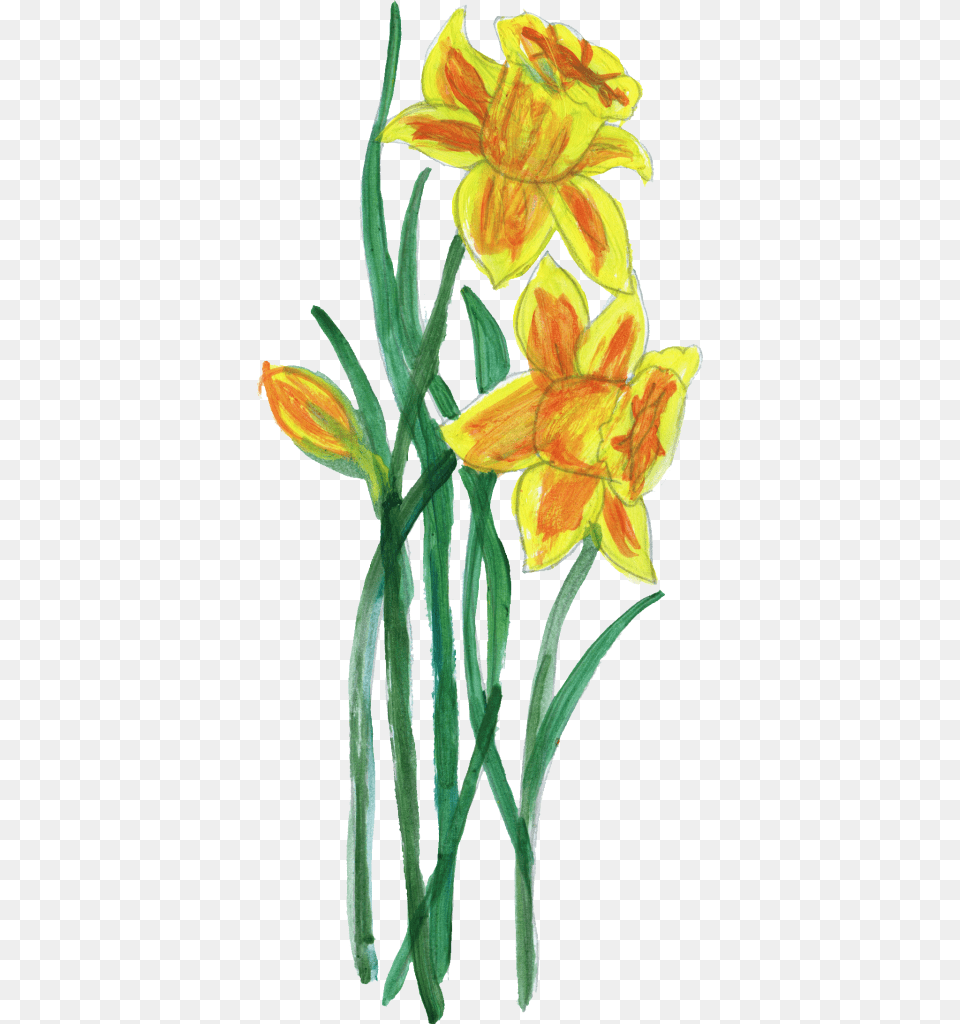 Lily, Daffodil, Flower, Plant Png Image
