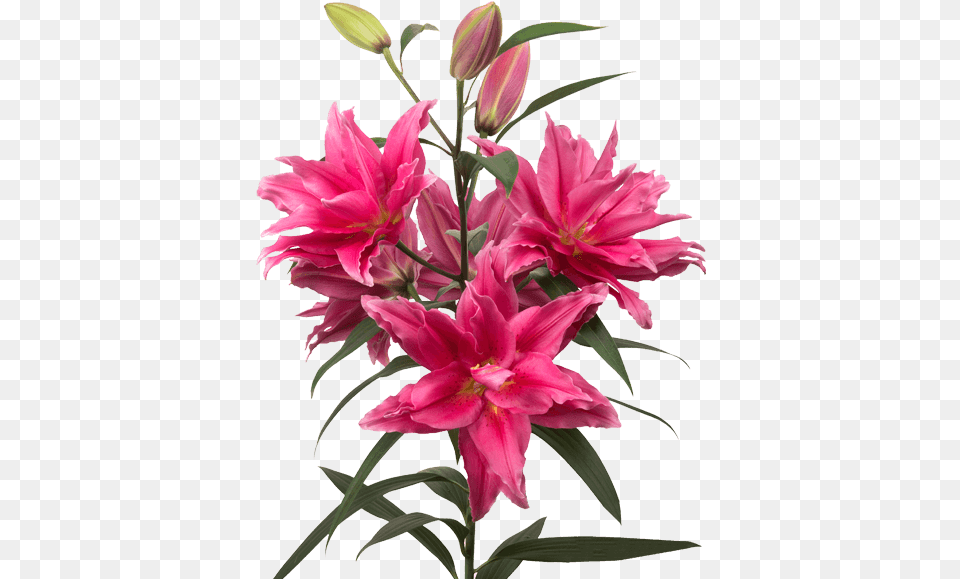 Lily, Flower, Plant, Flower Arrangement, Petal Png