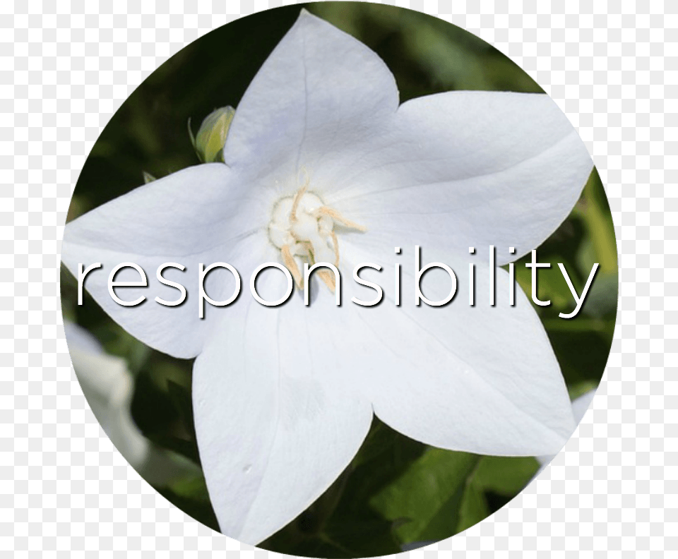 Lily, Flower, Petal, Plant, Animal Png Image