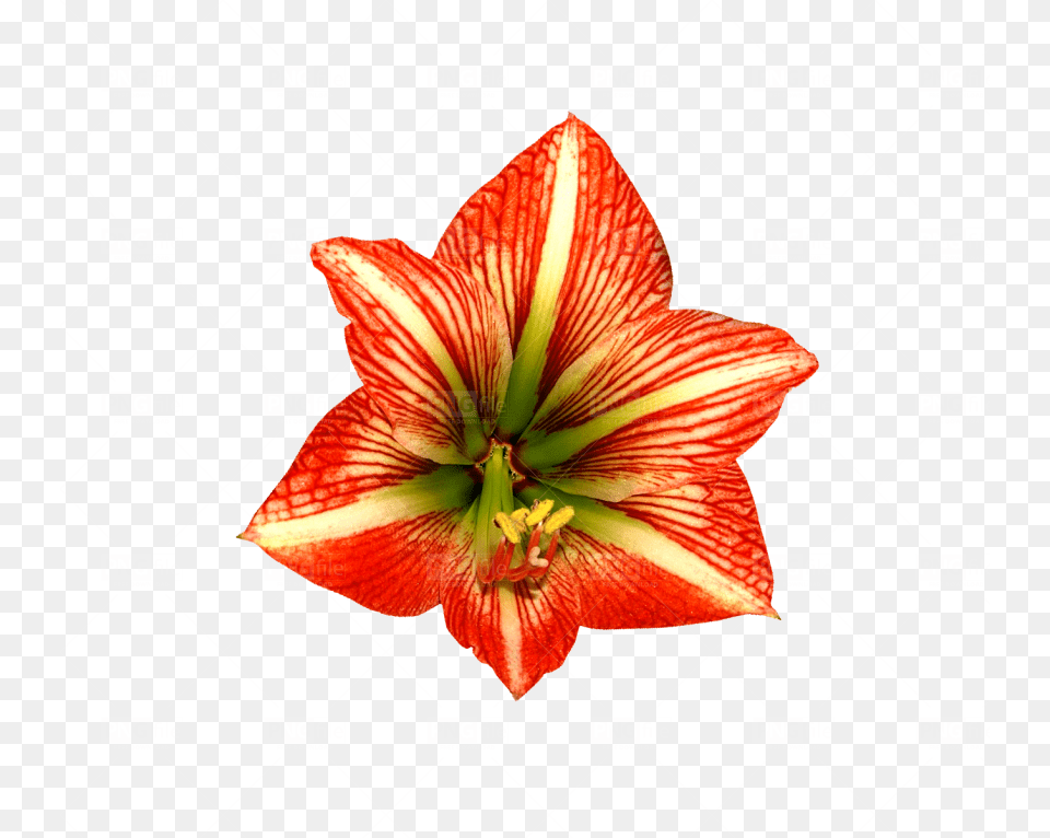 Lily, Flower, Plant, Amaryllis Free Png Download