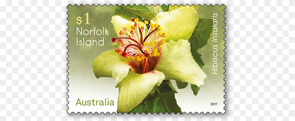 Lily, Flower, Plant, Pollen, Postage Stamp Png