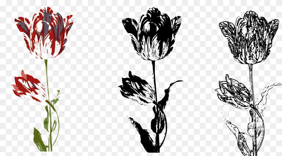 Lily, Anther, Flower, Petal, Plant Free Png