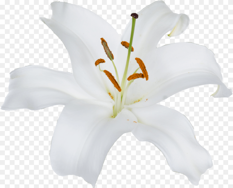 Lily, Flower, Plant, Pollen, Anther Free Png