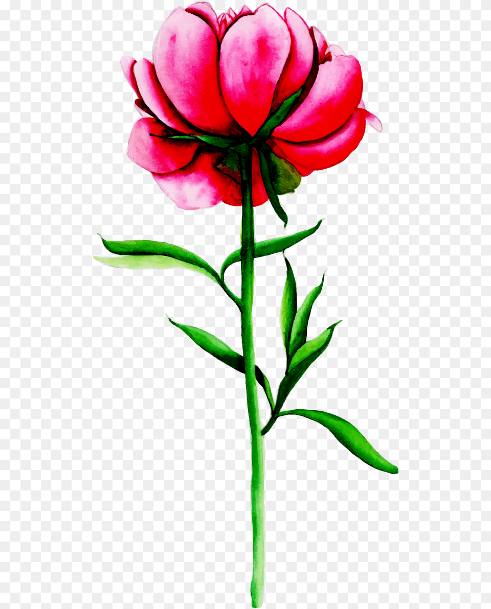 Lily, Flower, Petal, Plant, Rose Free Png