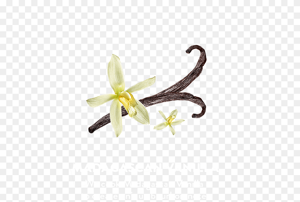 Lily, Flower, Plant, Anther, Advertisement Png Image