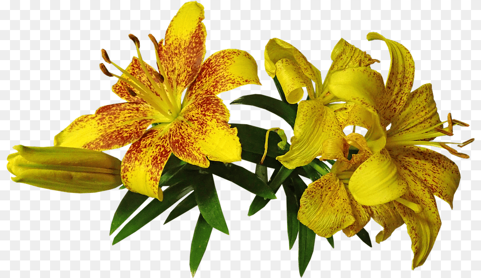 Lily Asiatic Fragrant Cut Out Isolated Flower Yellow Lilies Transparent Background, Plant, Pollen Png Image