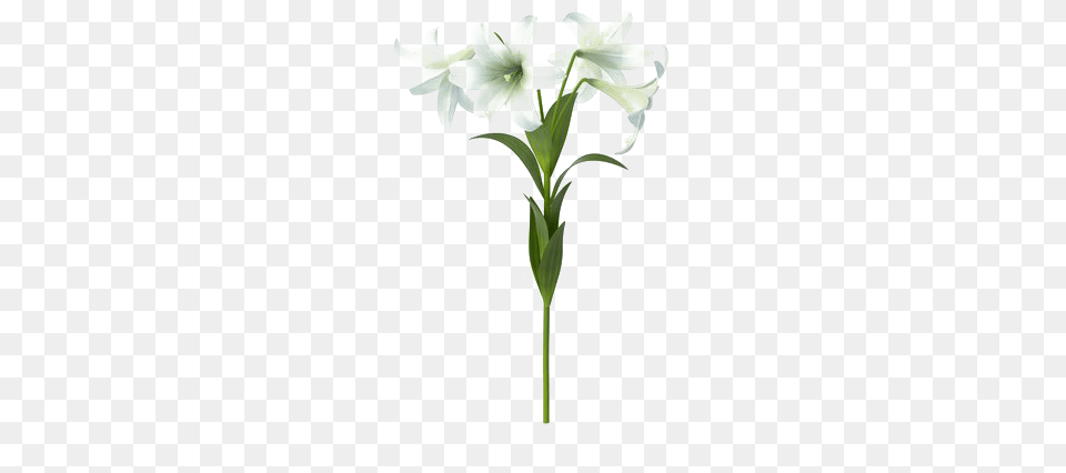 Lily Background Image, Flower, Plant Free Transparent Png