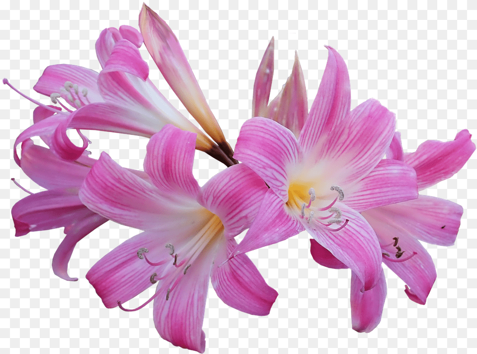 Lily Belladonna Easter Lily Fragrant Flower Bulb Belladonna Lily, Plant, Anther, Amaryllis Png Image