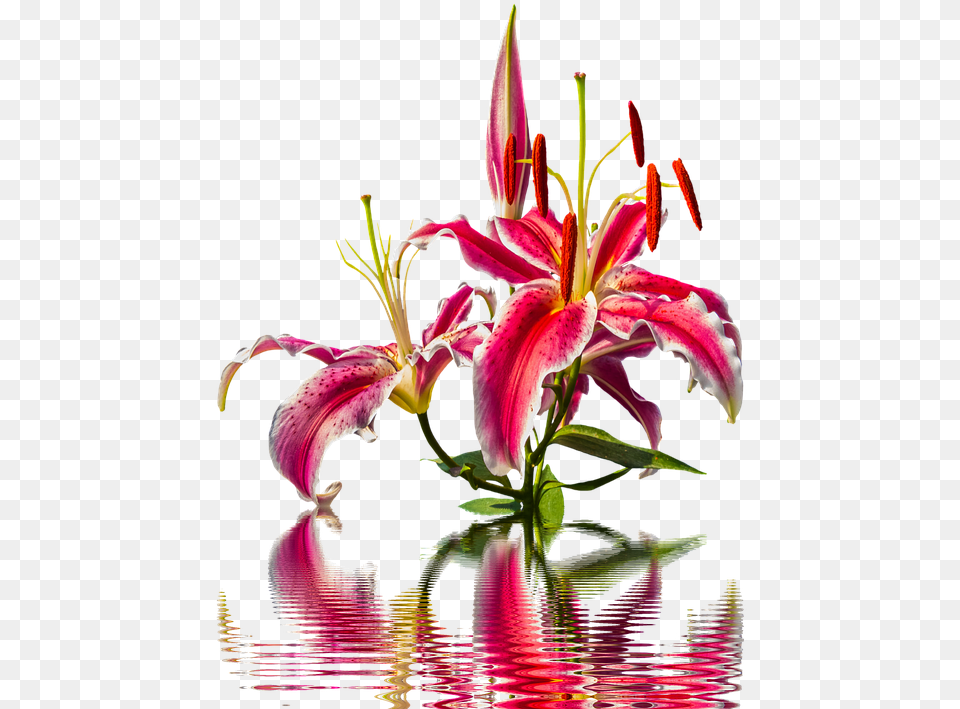 Lily Blossom Bloom Lilies Flower Pink Lily Nature Lily, Plant, Pollen, Petal, Flower Arrangement Free Transparent Png
