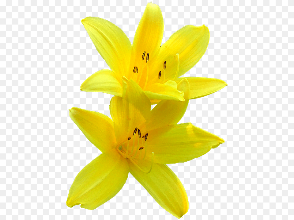Lily Blossom Yellow Flower Plant Garden Summer Flor De Lirio, Petal Free Png Download