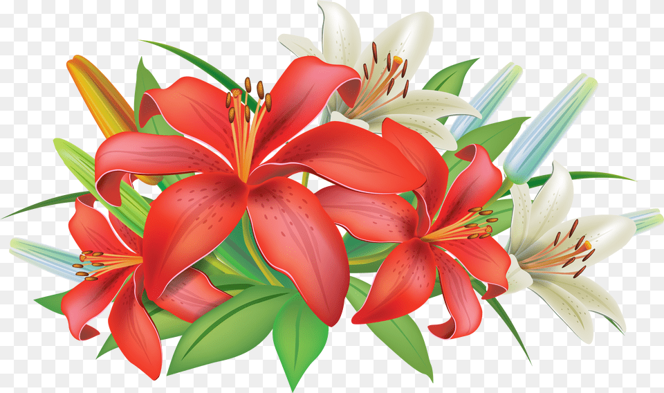 Lily Border Transparent Clipart Lily Flower Clipart Free Png Download