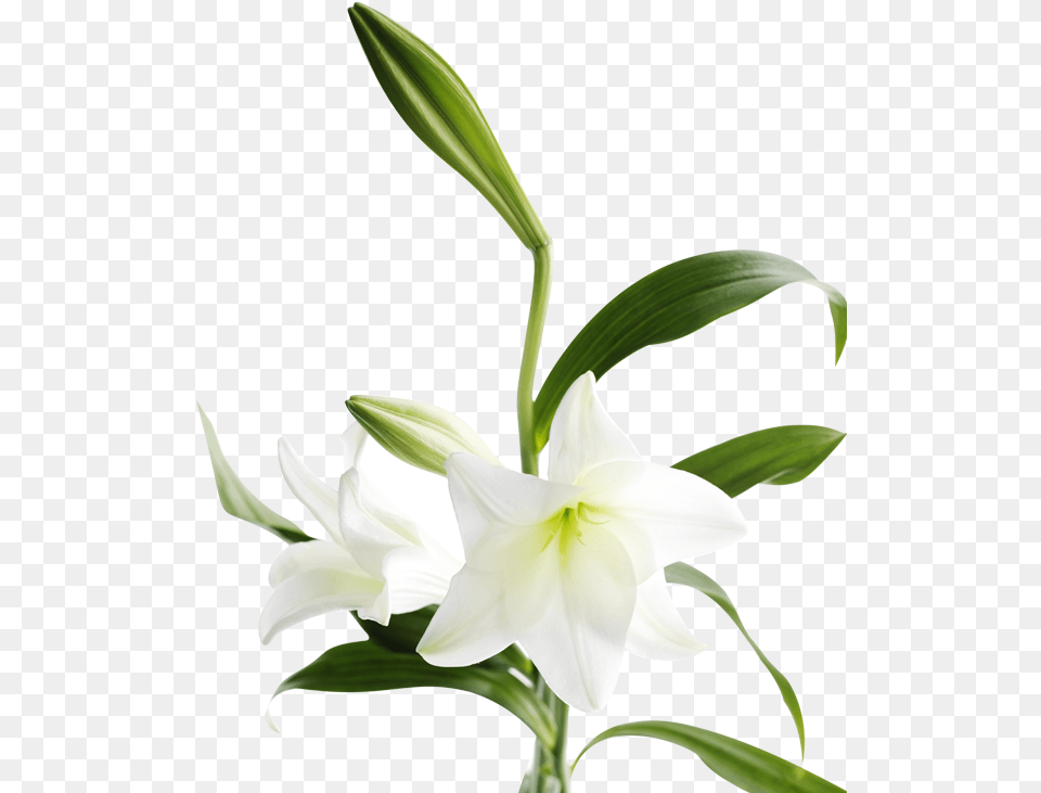 Lily Bouquet, Flower, Plant Free Png Download
